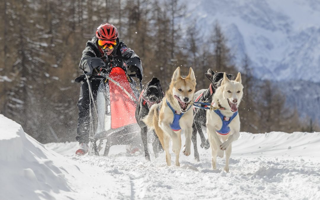 Armadillo embarks on sponsorship deal to support sled dog racing